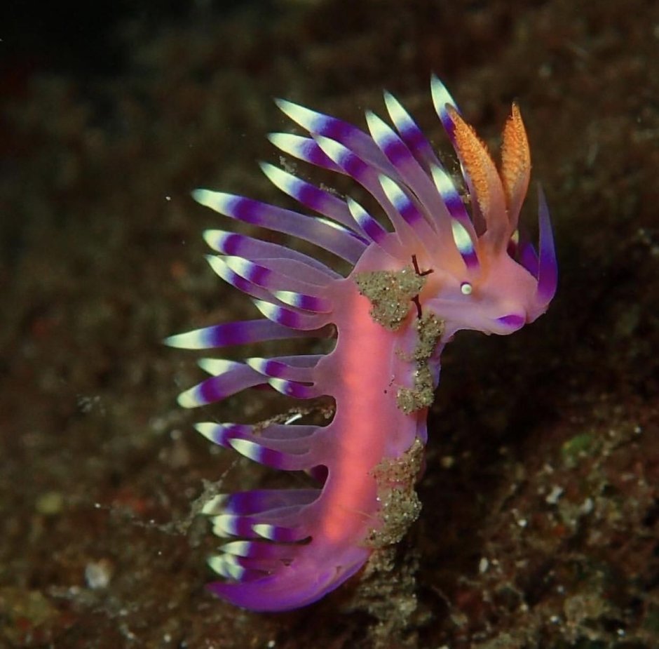 Самые милые морские животные