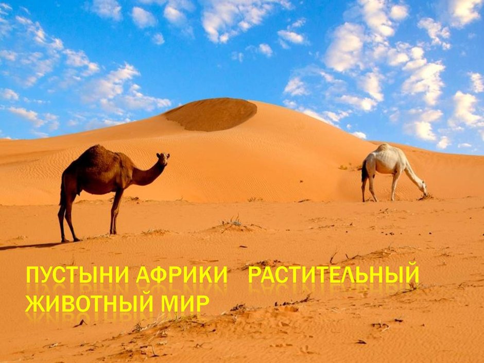 Львы в саванне