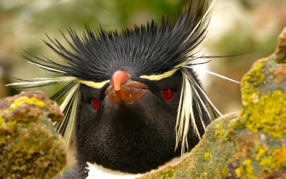 Снэрский хохлатый Пингвин Eudyptes robustus
