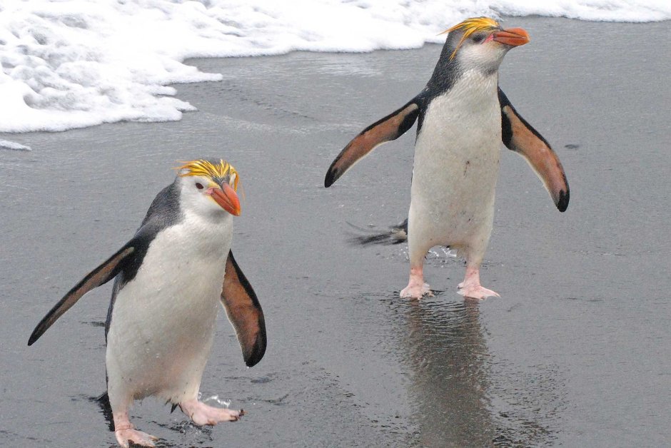 Пингвин Шлегеля Royal Penguin Eudyptes schlegeli