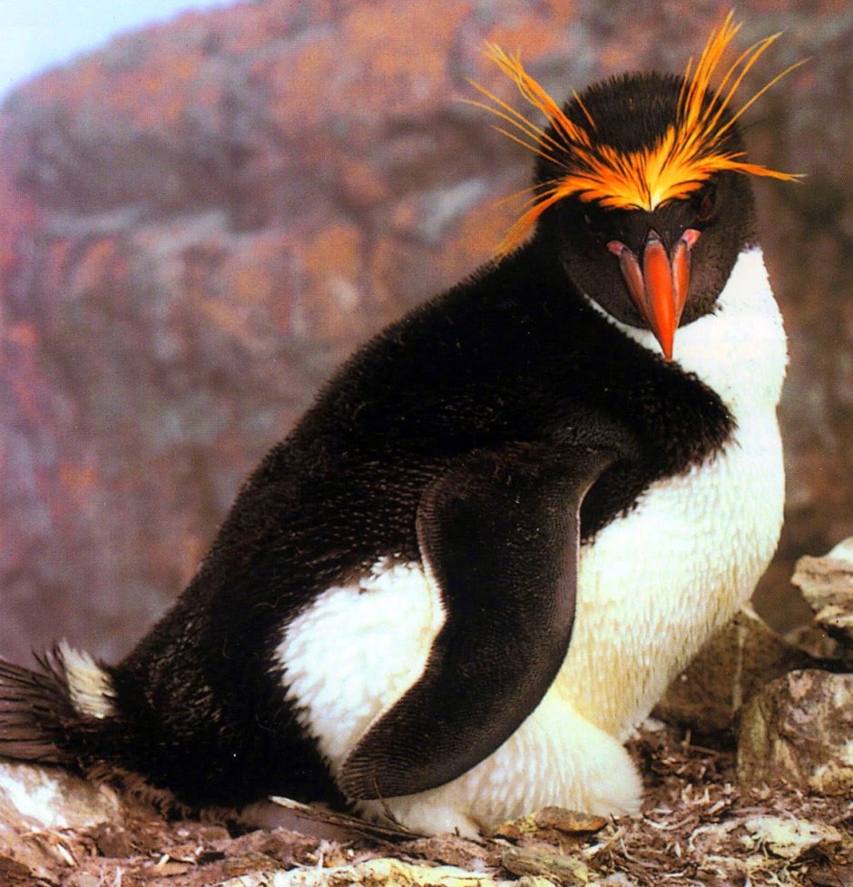 Пингвин Золотоволосый Eudyptes Chrysolophus
