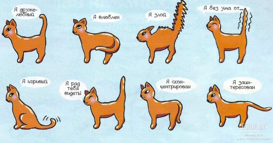 Кот виляет хвостом