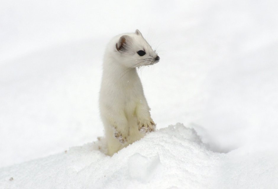Mustela nivalis зимний окрас ласка