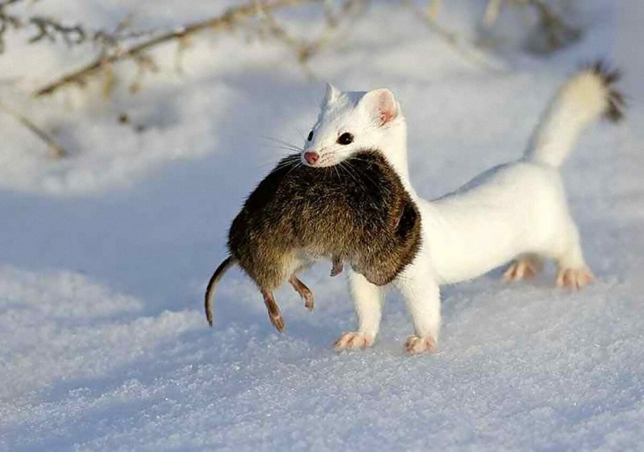 Ласка норка хорёк горностай