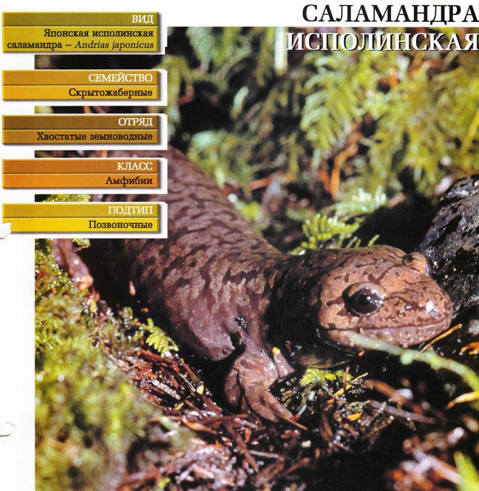 Классификация Саламандры