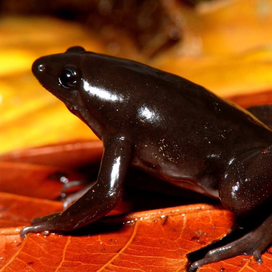 Африканский узкорот breviceps fuscus