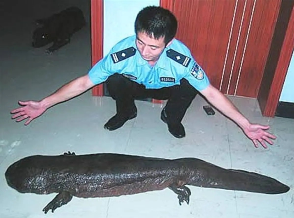Giant Salamander