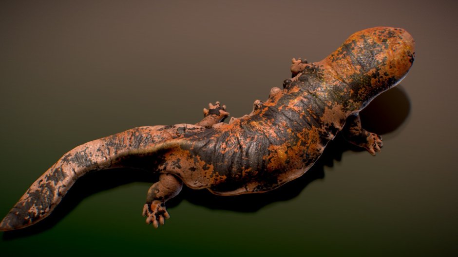 Japan giant Salamander