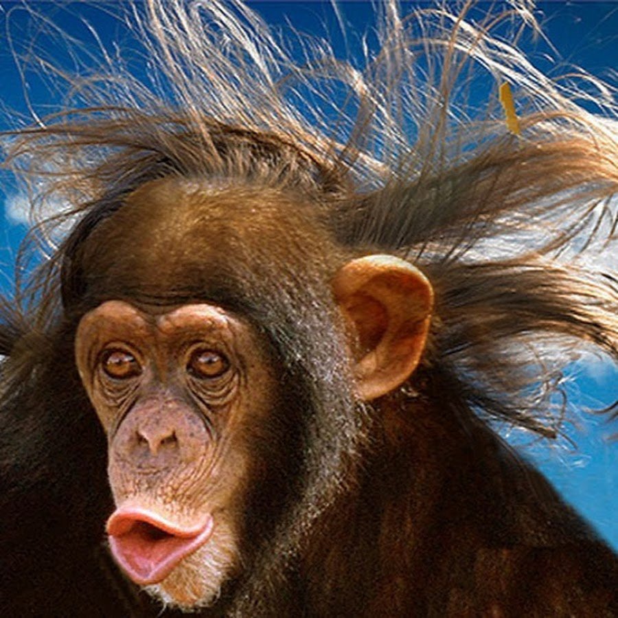 Лохматая обезьяна