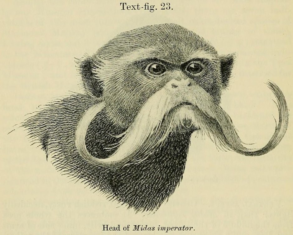 Обезьяна с бородой и усами