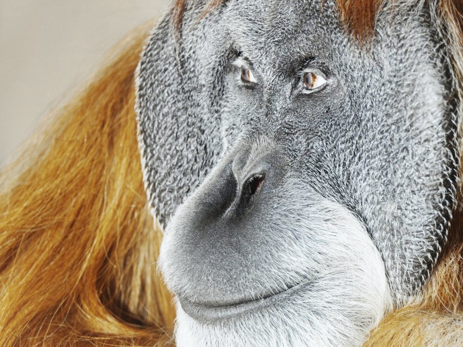 Обезьяна с плоским лицом