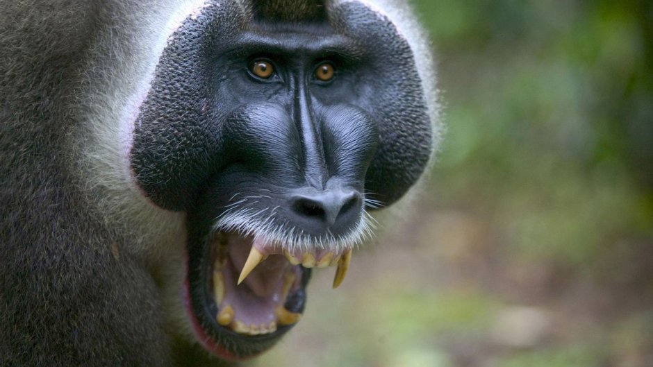 Дрил Мандрил и гамадрил