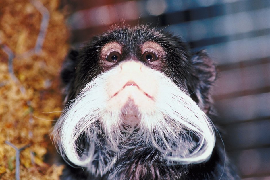 Императорский Тамарин усы вверх