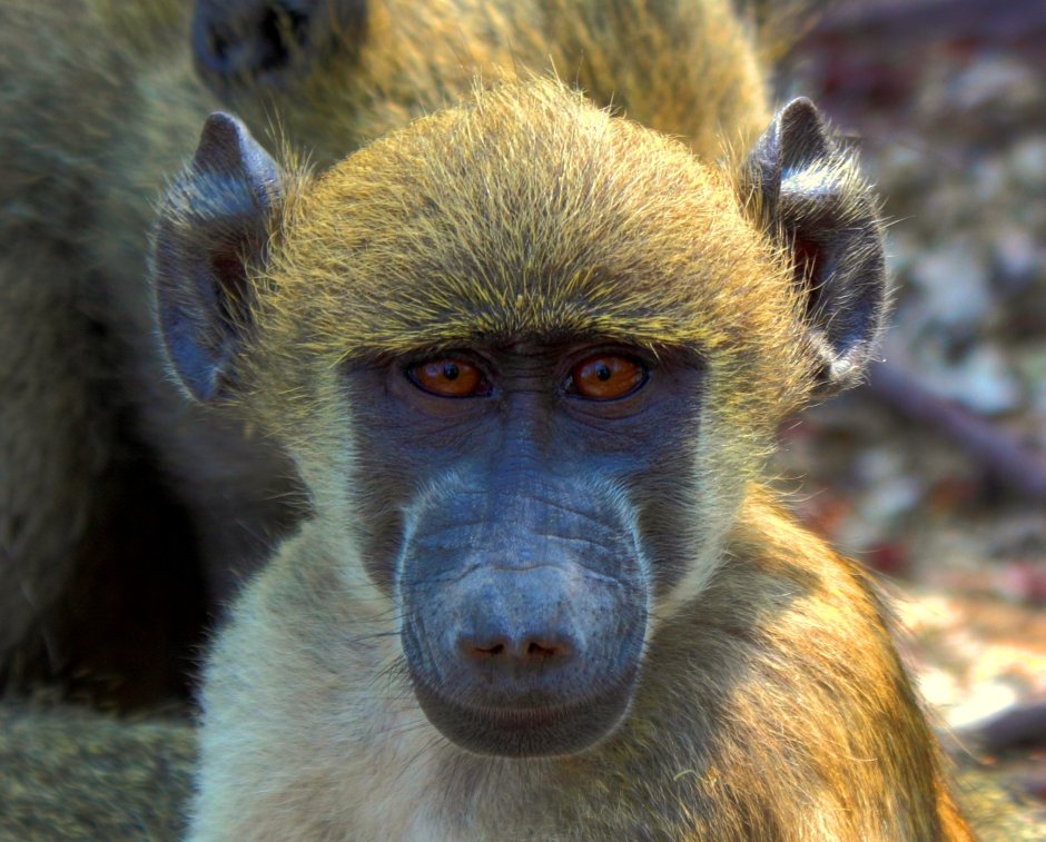 Бабуин носач