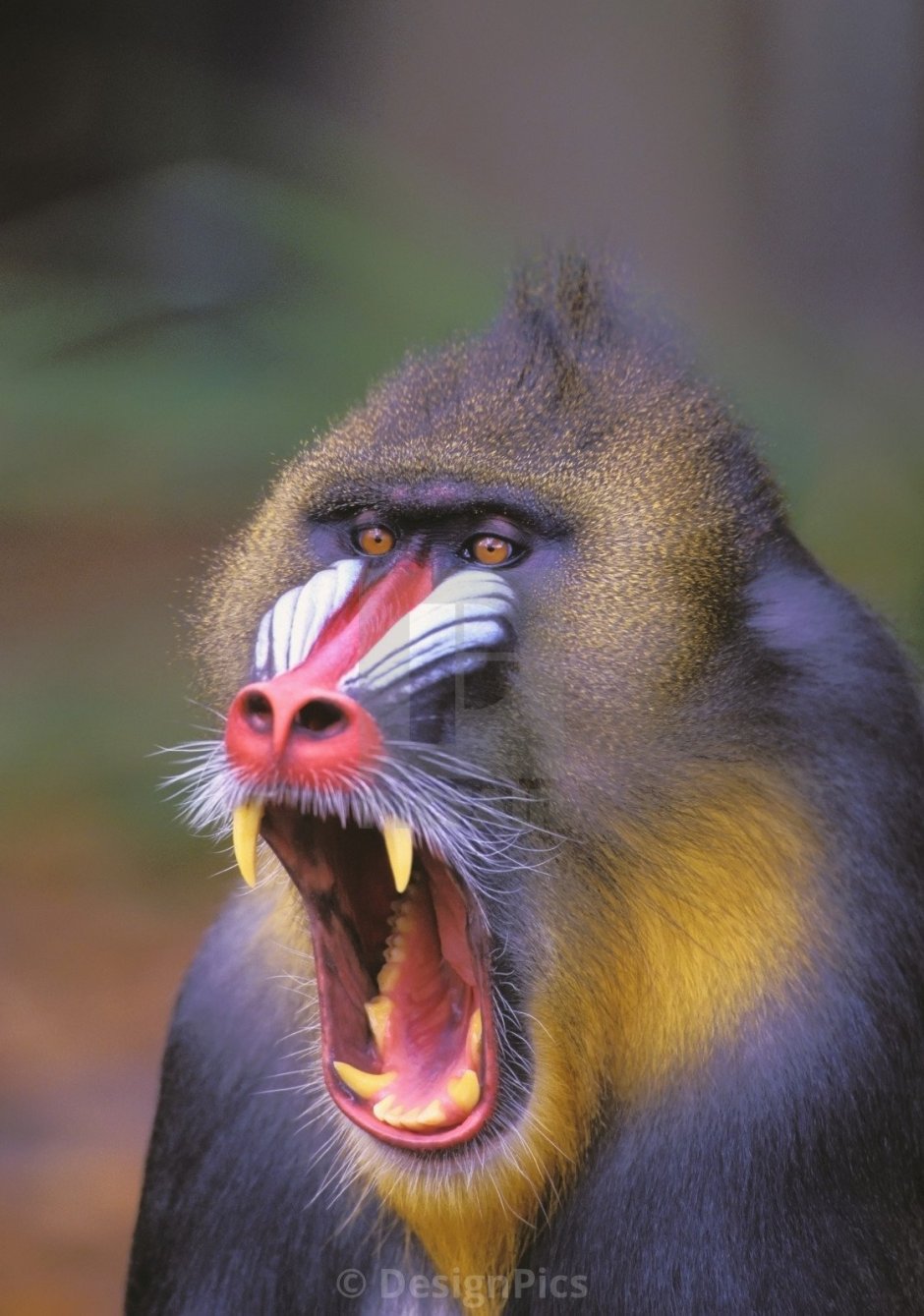 Павиан Бабуин