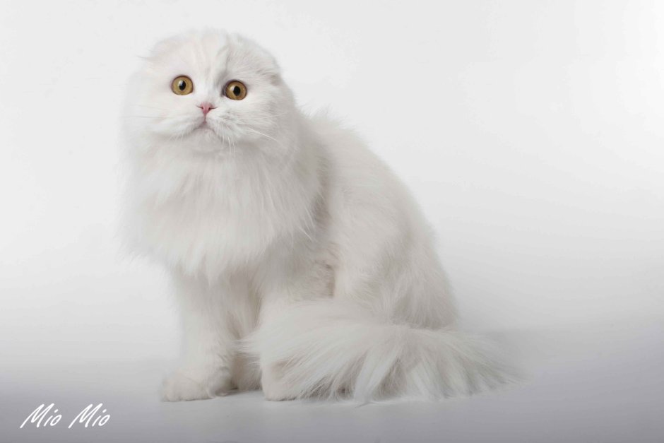 Скоттиш фолд хайленд белый