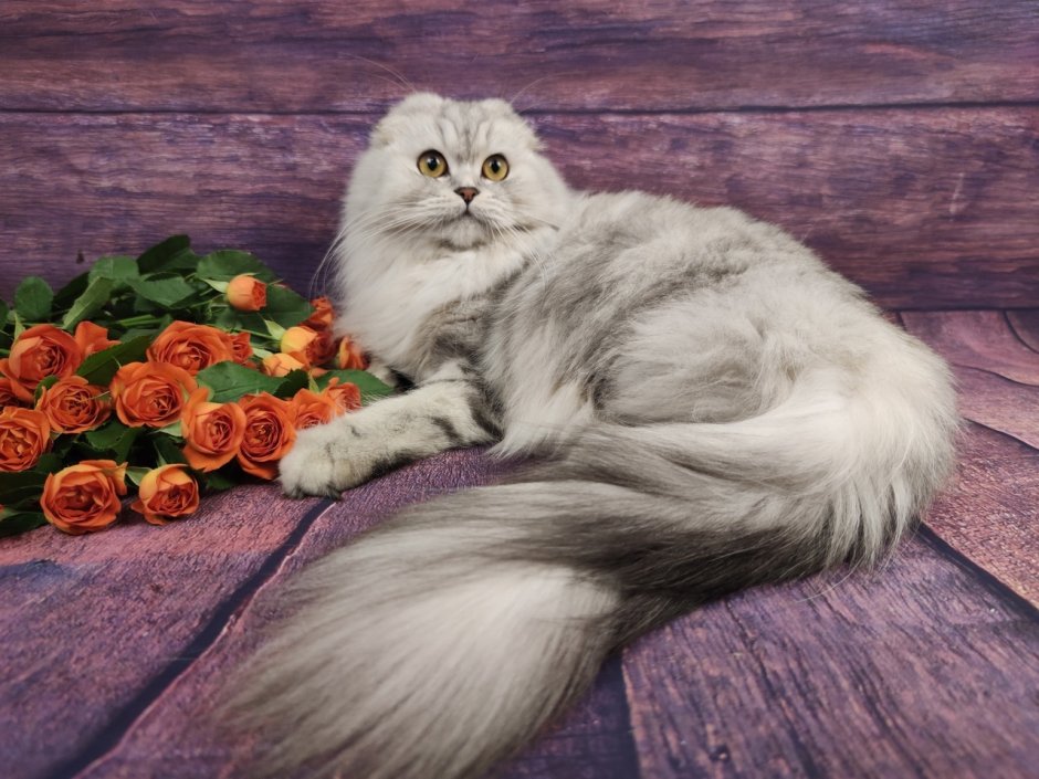Шен Алин питомник кошек