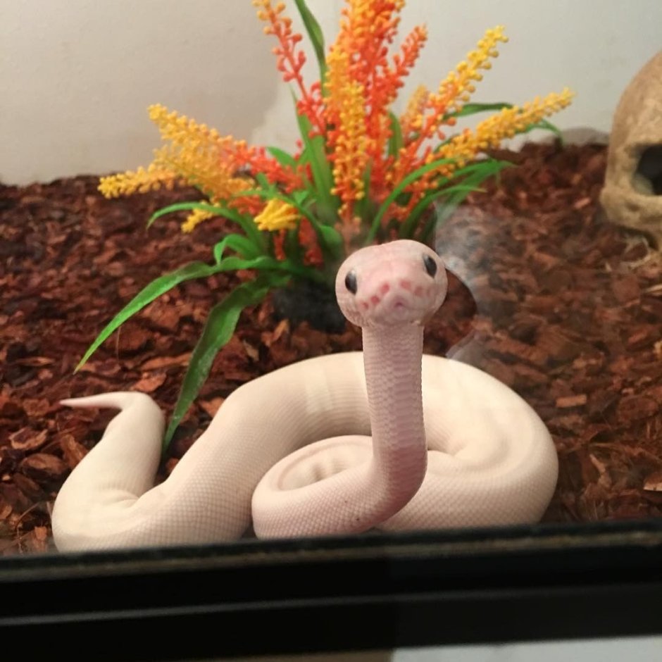 Королевский питон морфы lesser Mojave