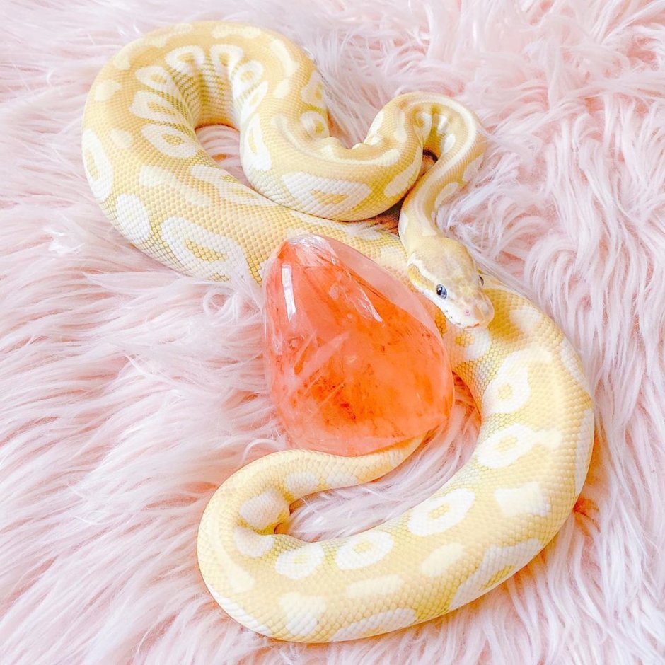 Мыло с экстрактом яиц питона Snake Eggs