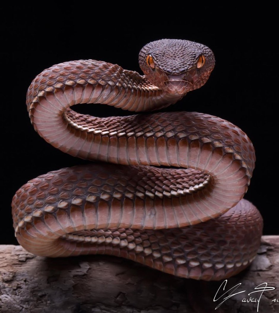 Trimeresurus purpureomaculatus