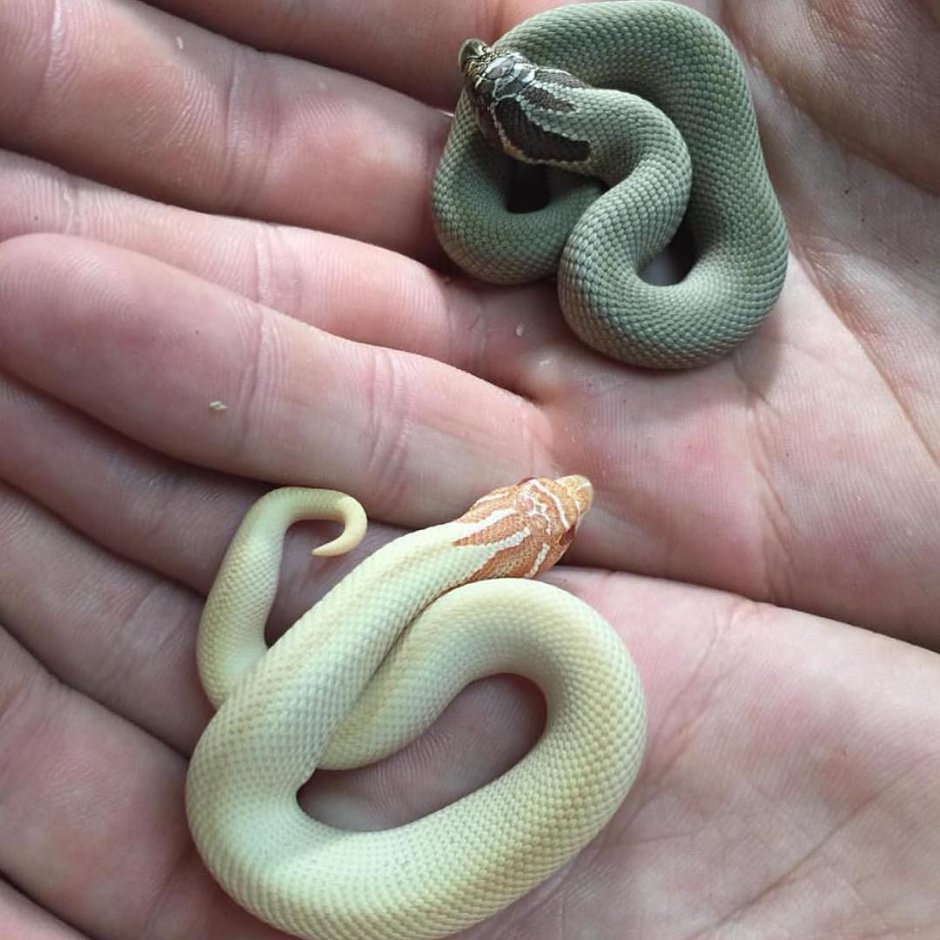 Serpent Queen слив