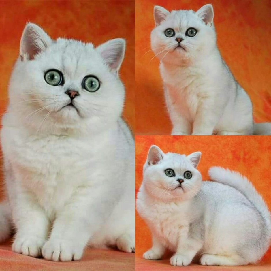 Британская короткошёрстная шиншилла