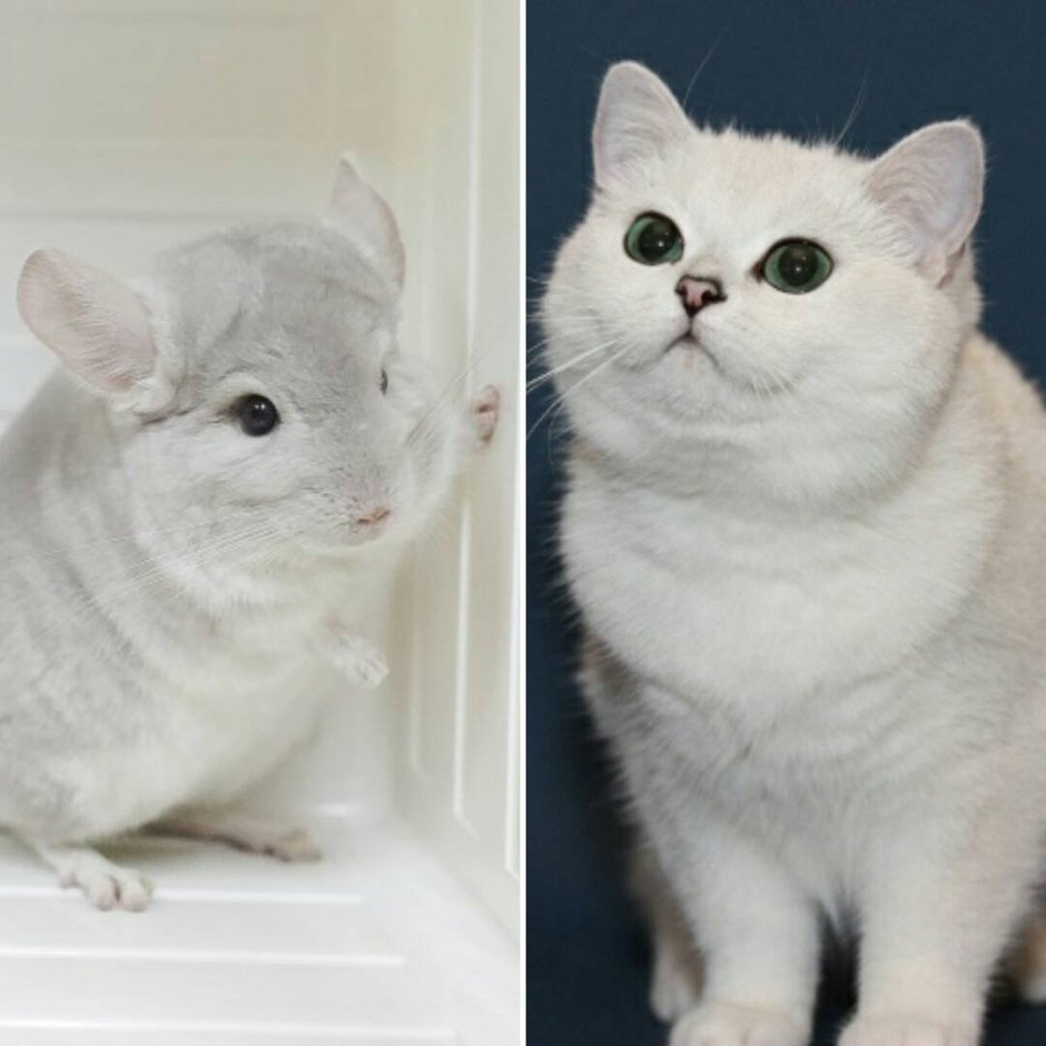 Турецкая шиншилла