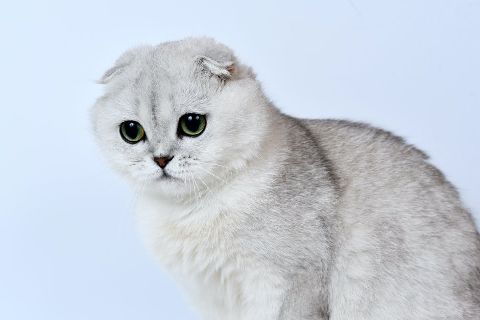 Шотландская серебристая шиншилла