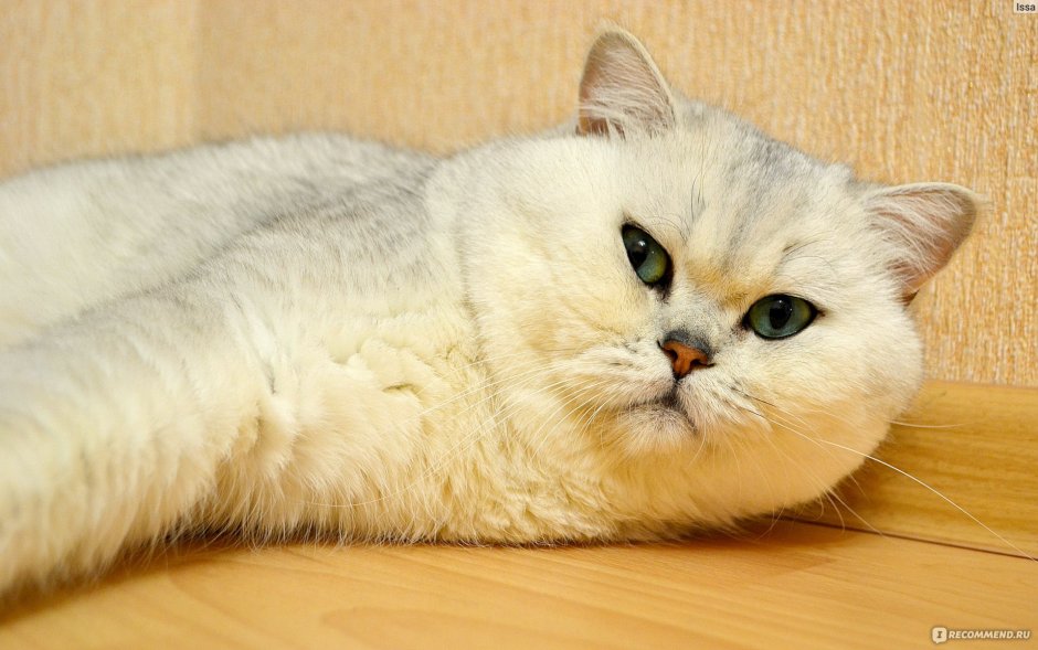 Британская шиншилла