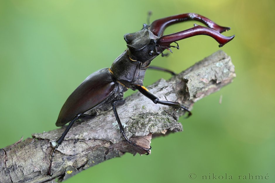 Lucanus Cervus macro