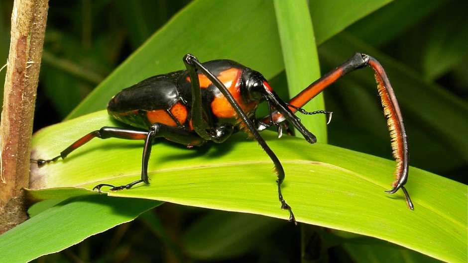 Cyrtotrachelus longimanus