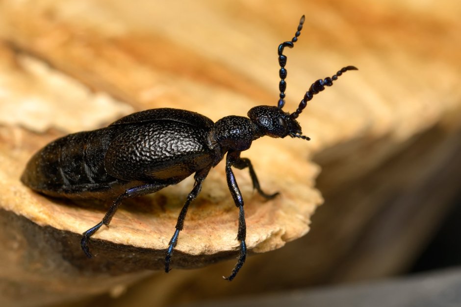 Meloe proscarabaeus Жук