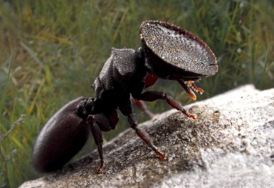 Муравьи-кефалоты (cephalotes)