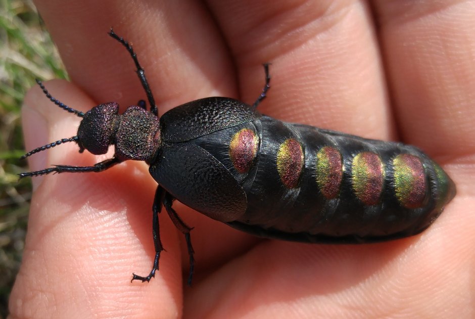 Meloe variegatus (майка пестрая),