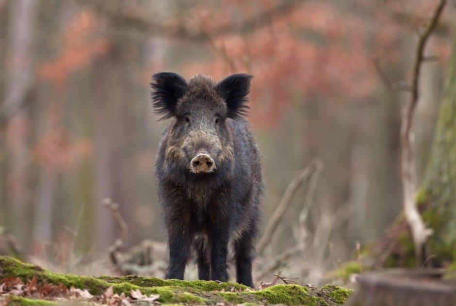 Кабан (sus scrofa)