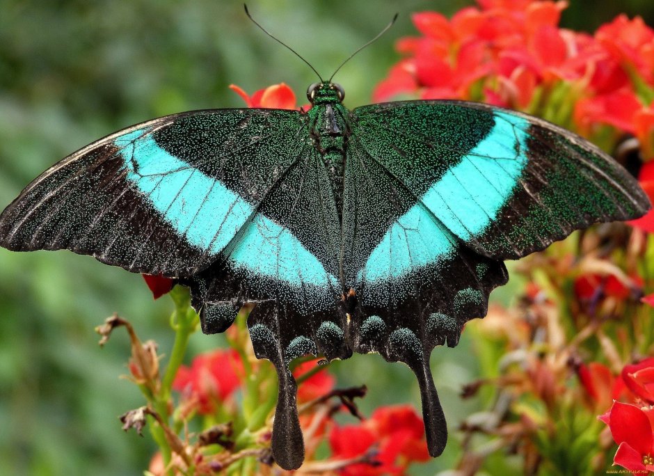 Emerald Swallowtail