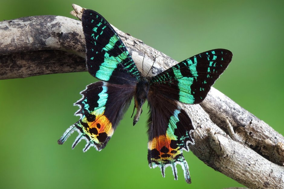 Chrysiridia rhipheus