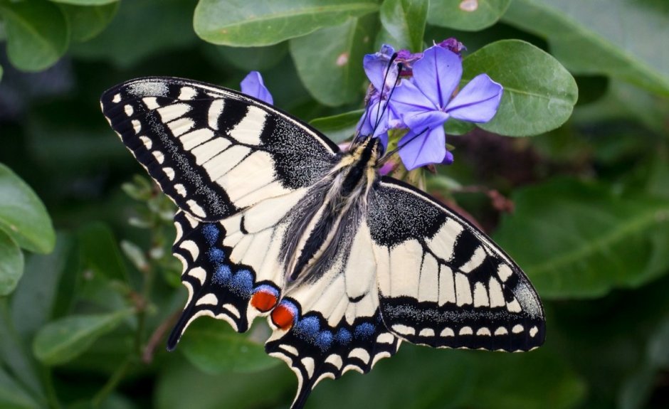 Махаон Papilio Machaon Linnaeus, 1758