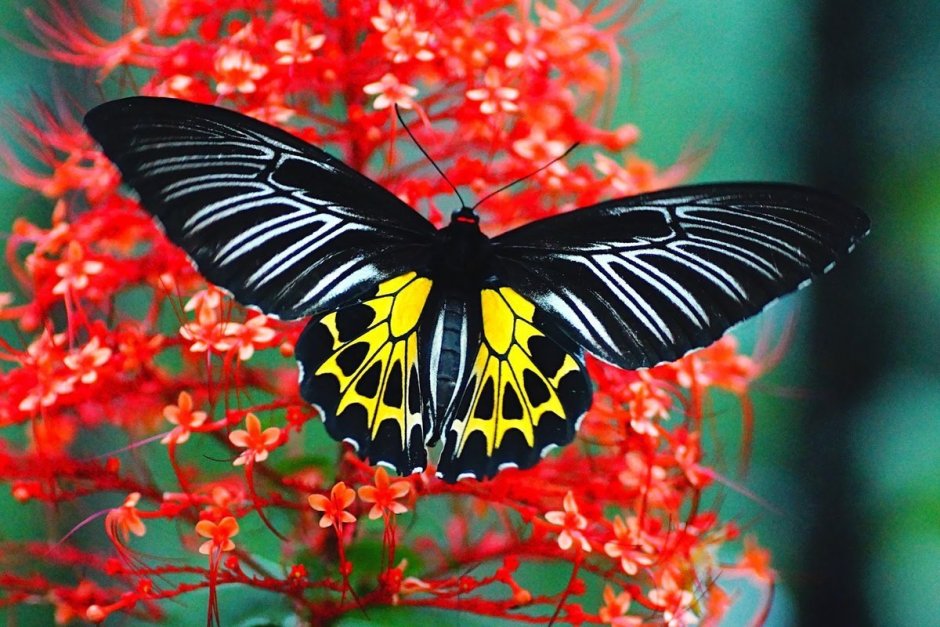 Troides rhadamantus бабочка