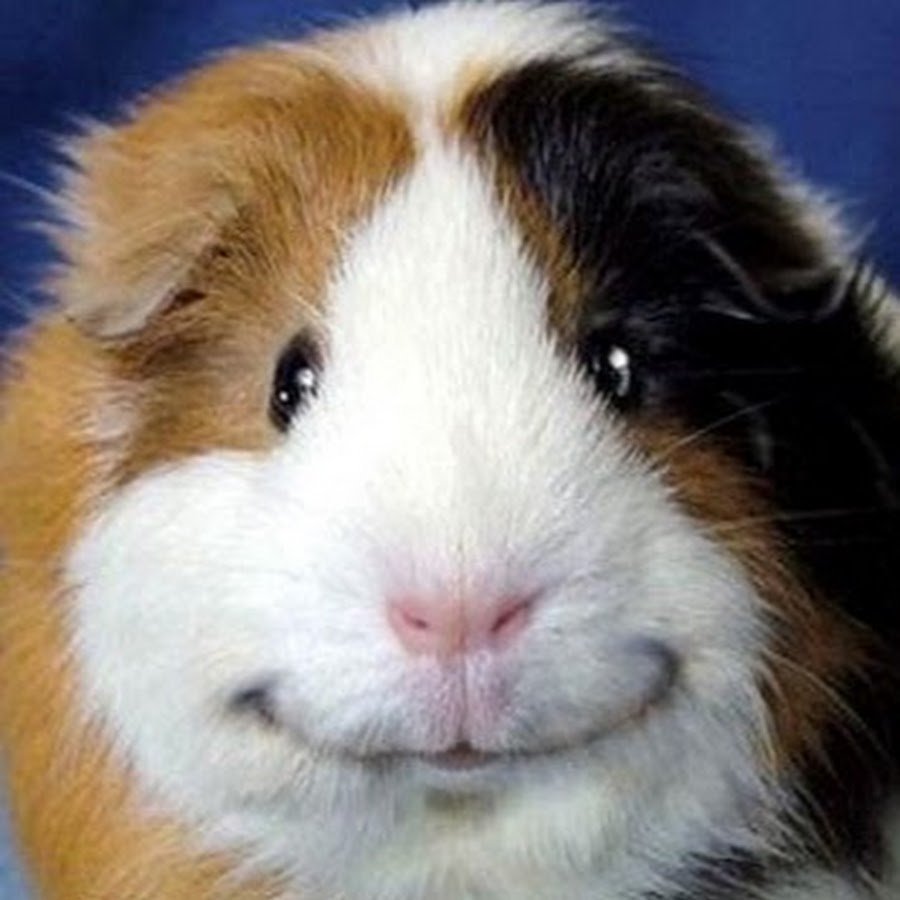 Морская Свинка улыбается