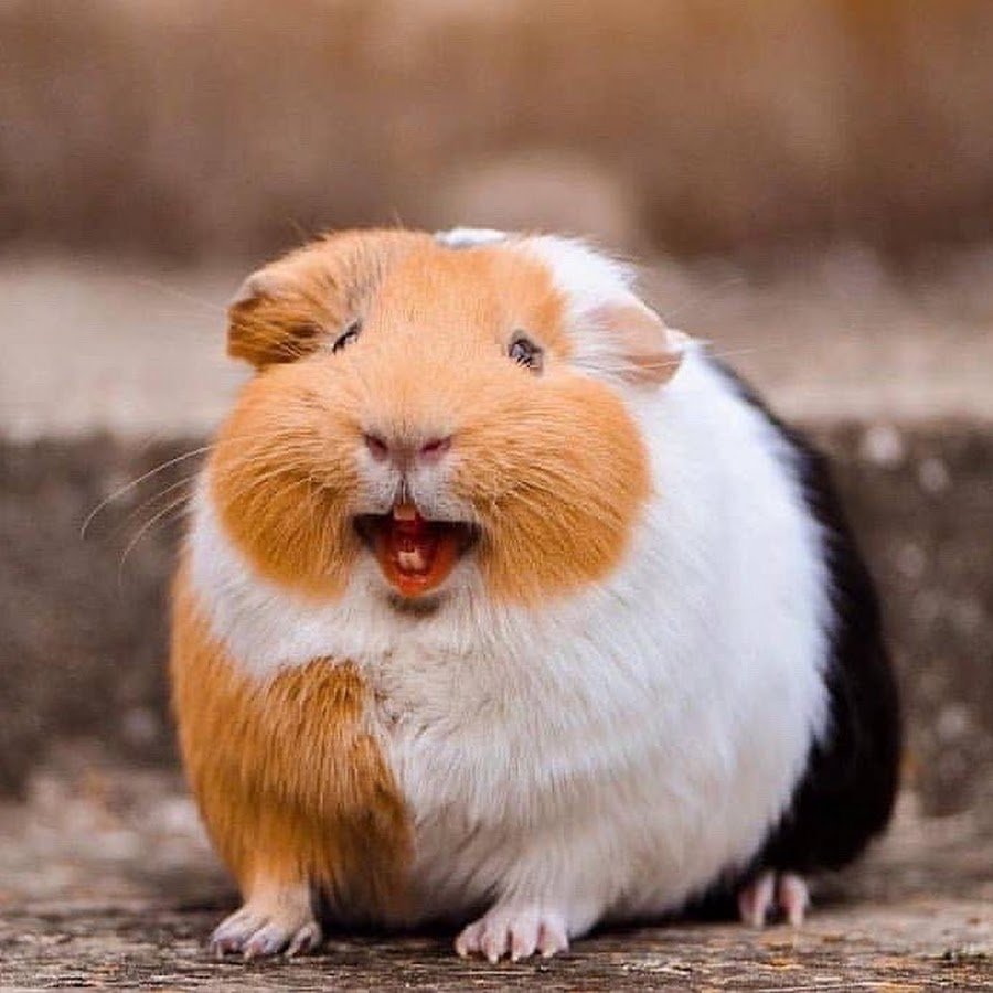 Удивленная морская Свинка