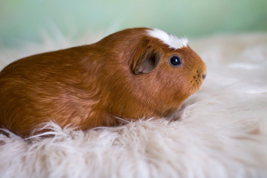 Американский крестед