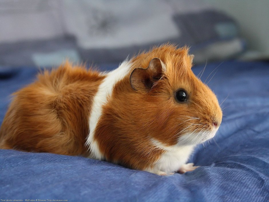 Ожирение у морских свинок