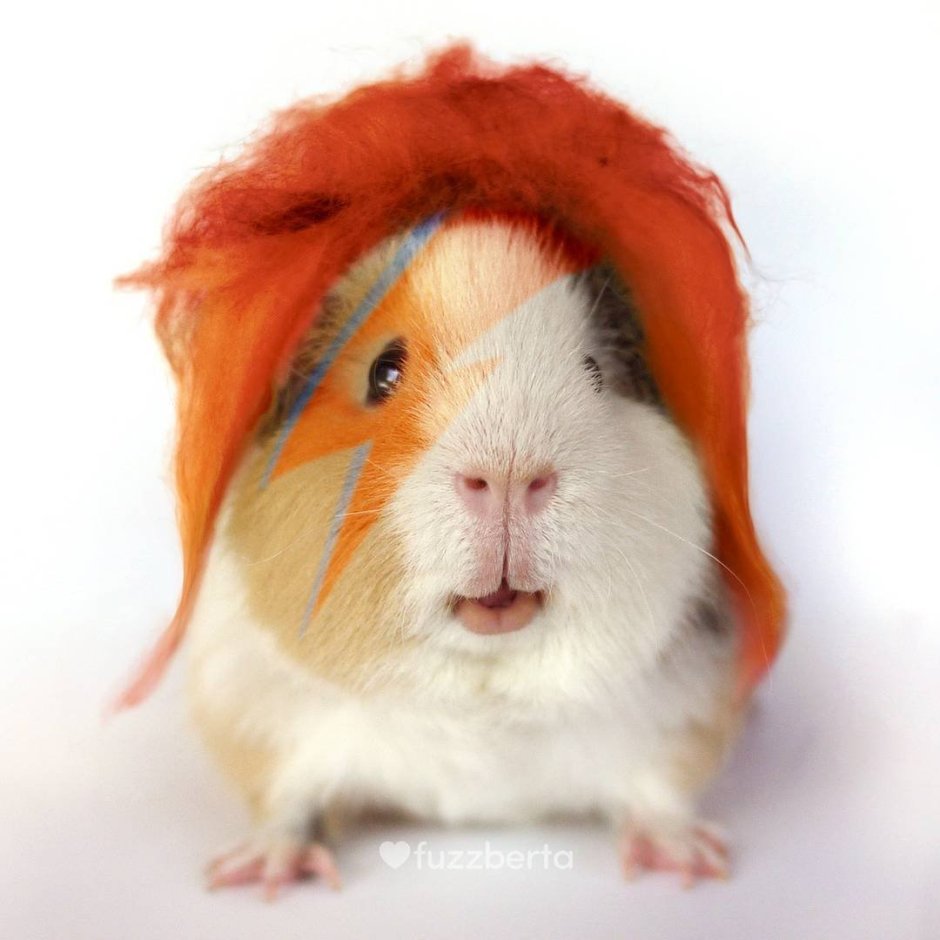 Крутая морская Свинка