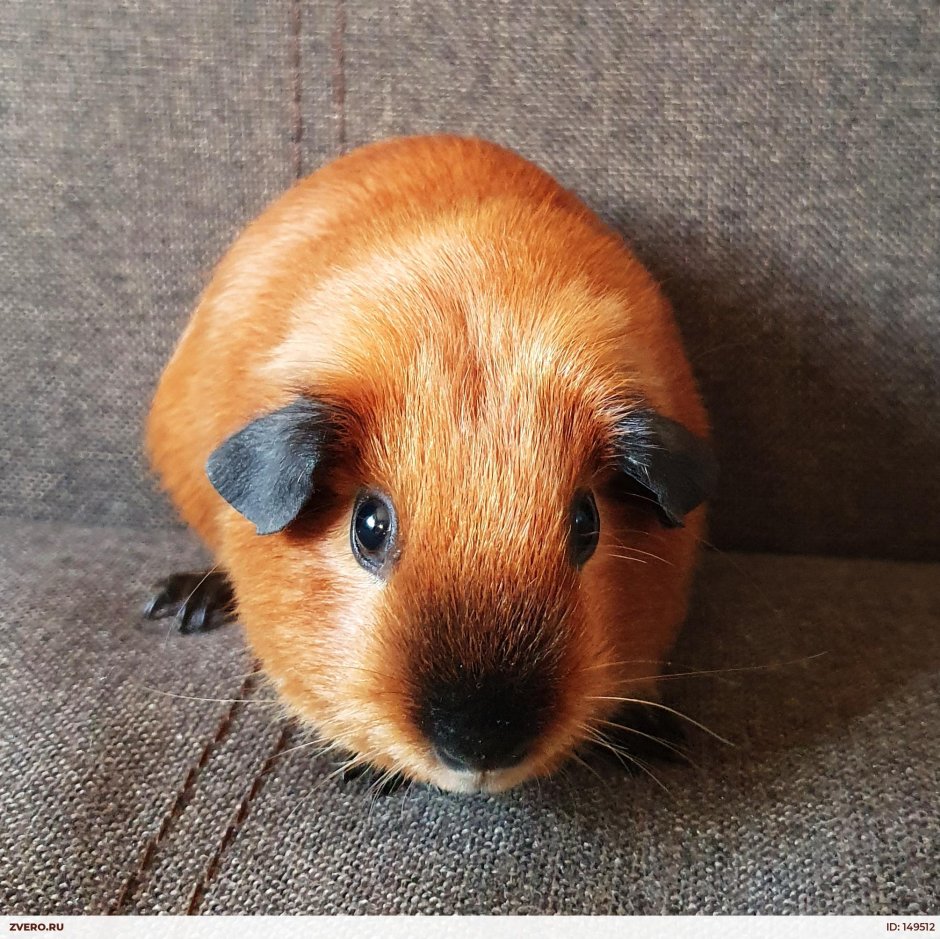 Морские свинки в городе рубцов