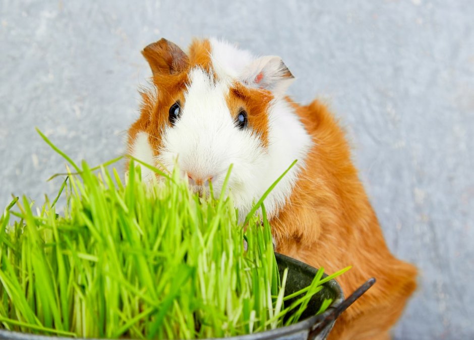 Морские свинки кушают травинку