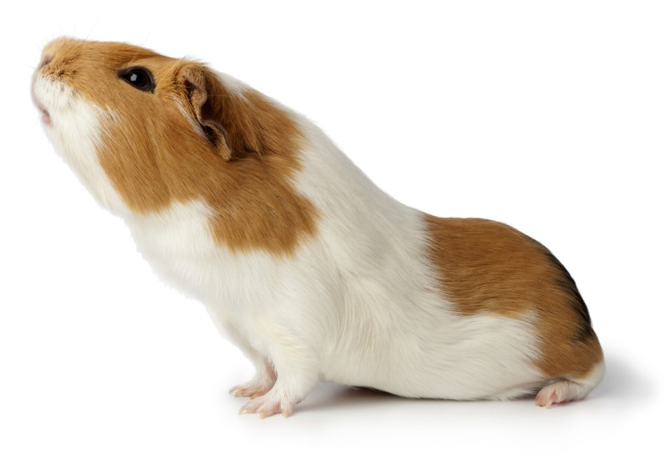 Морская Свинка сбоку