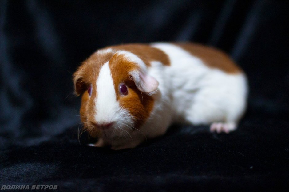 Морская Свинка гладкошерстная