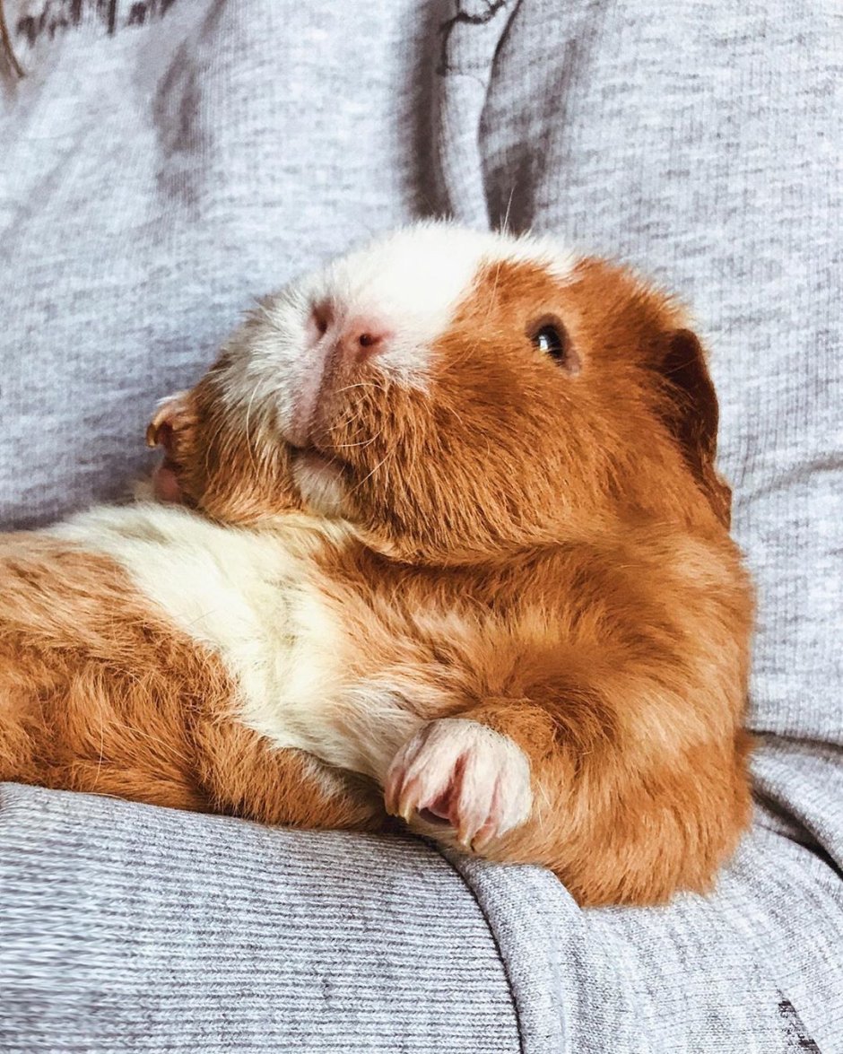Морская Свинка рыжая