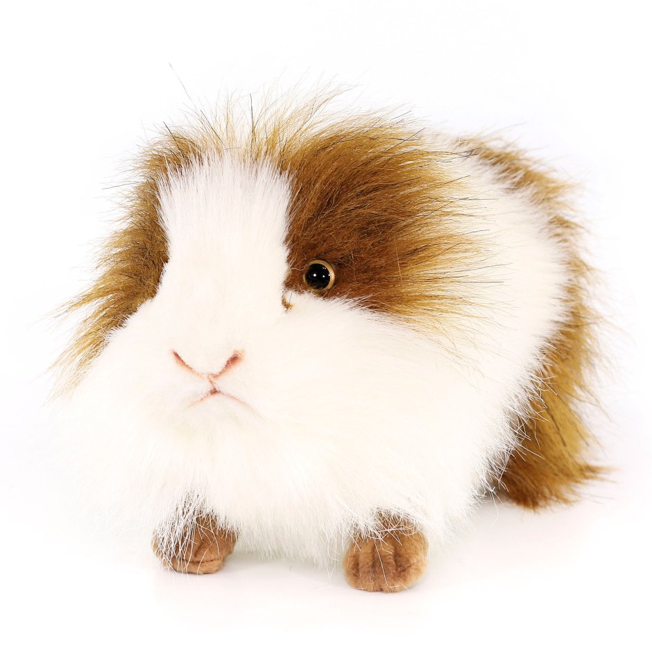 Ханса морская Свинка